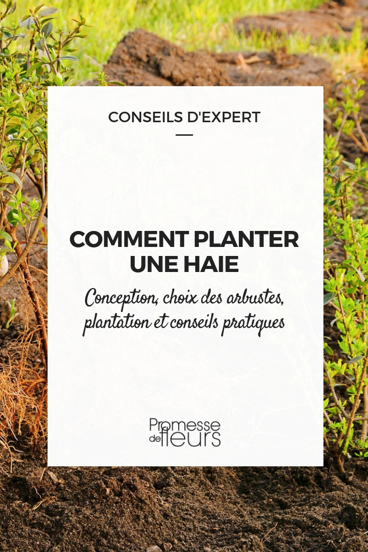 Een haag planten - praktische tips