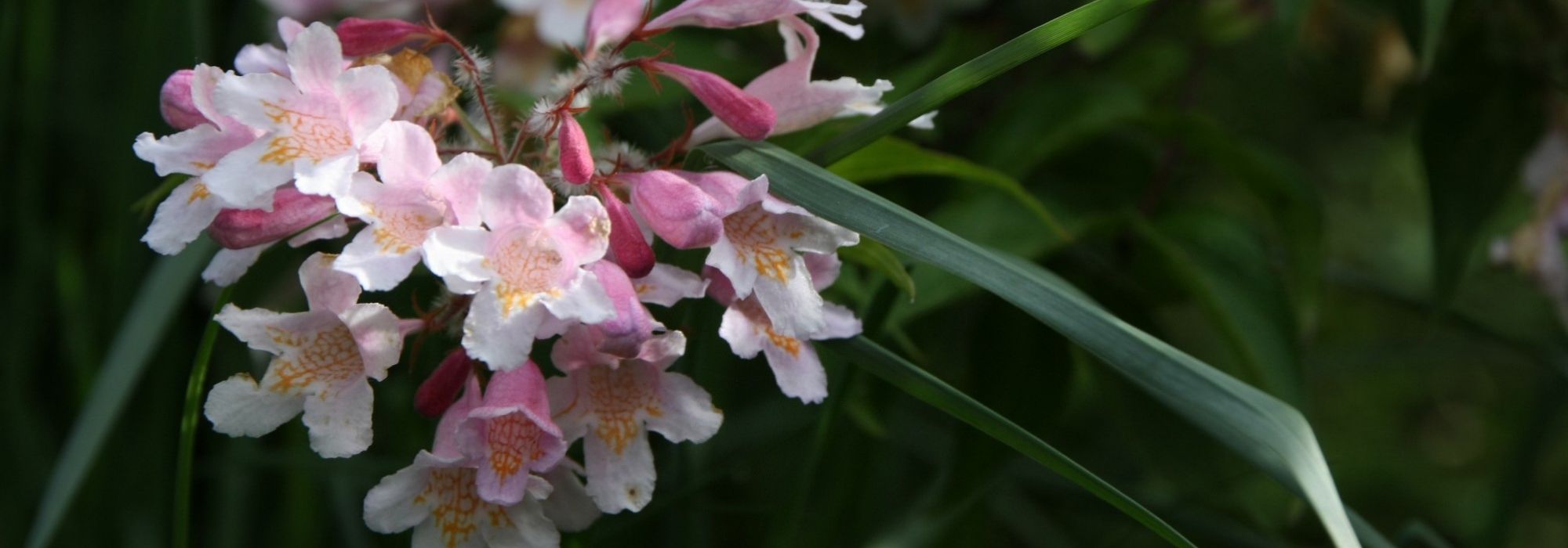 Parelstruik planten, snoeien en onderhouden