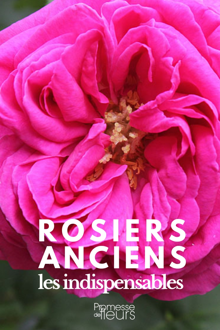 Historische rozen: de beste variëteiten