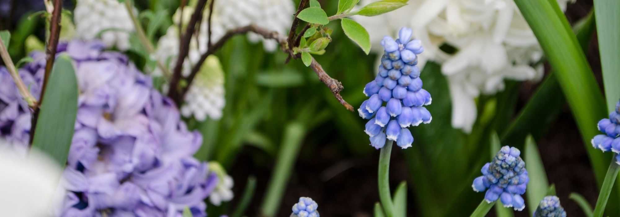 Bollen planten in lagen: geïllustreerde handleiding