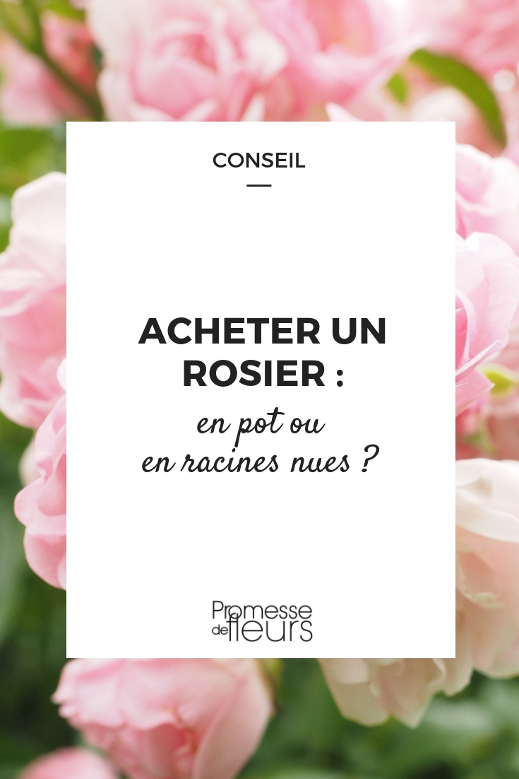 Rozen: in pot of met blote wortel: wat kiezen?