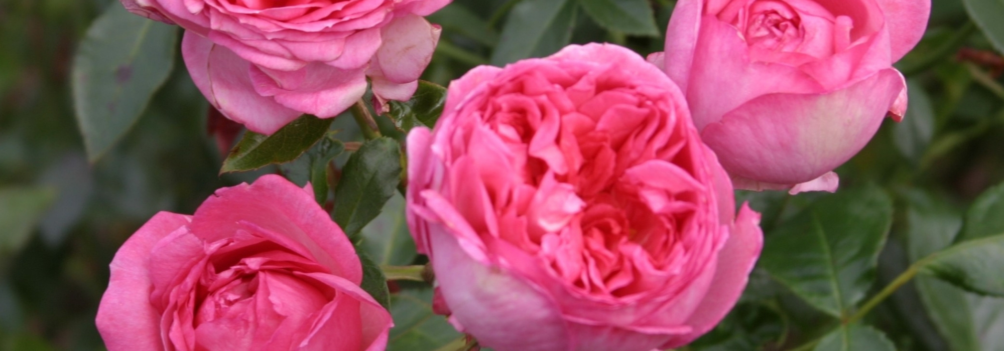 De geurigste rozen