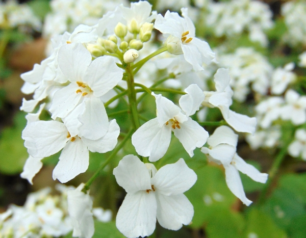 7 vroegbloeiende vaste planten om in oktober te planten
