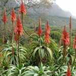 Aloë: planten, telen en verzorgen