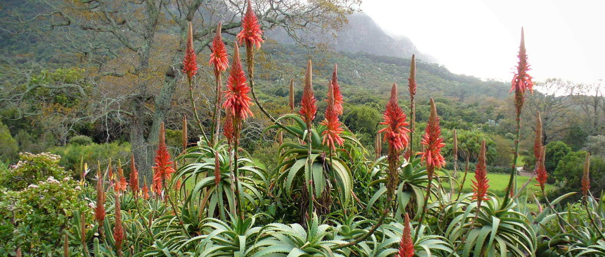Aloë: planten, telen en verzorgen
