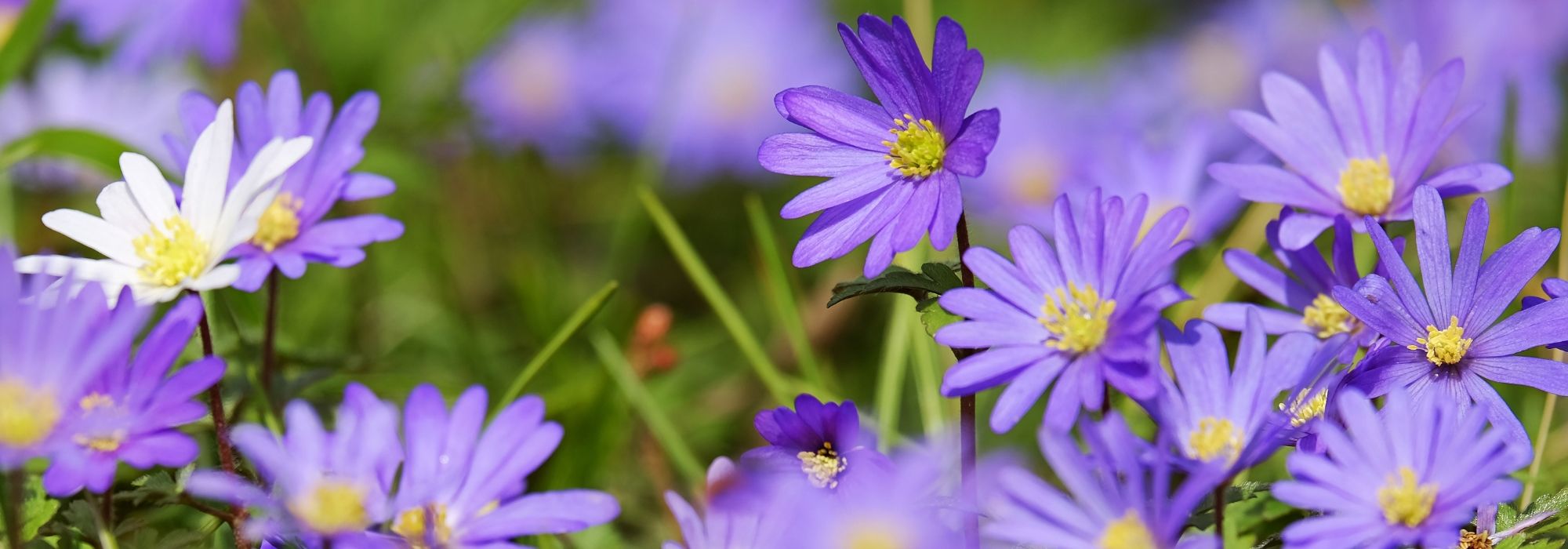 Voorjaarsanemonen: planten, kweken, onderhoud en gebruik
