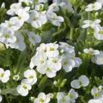 Arabis, scheefkelk: planten en onderhouden