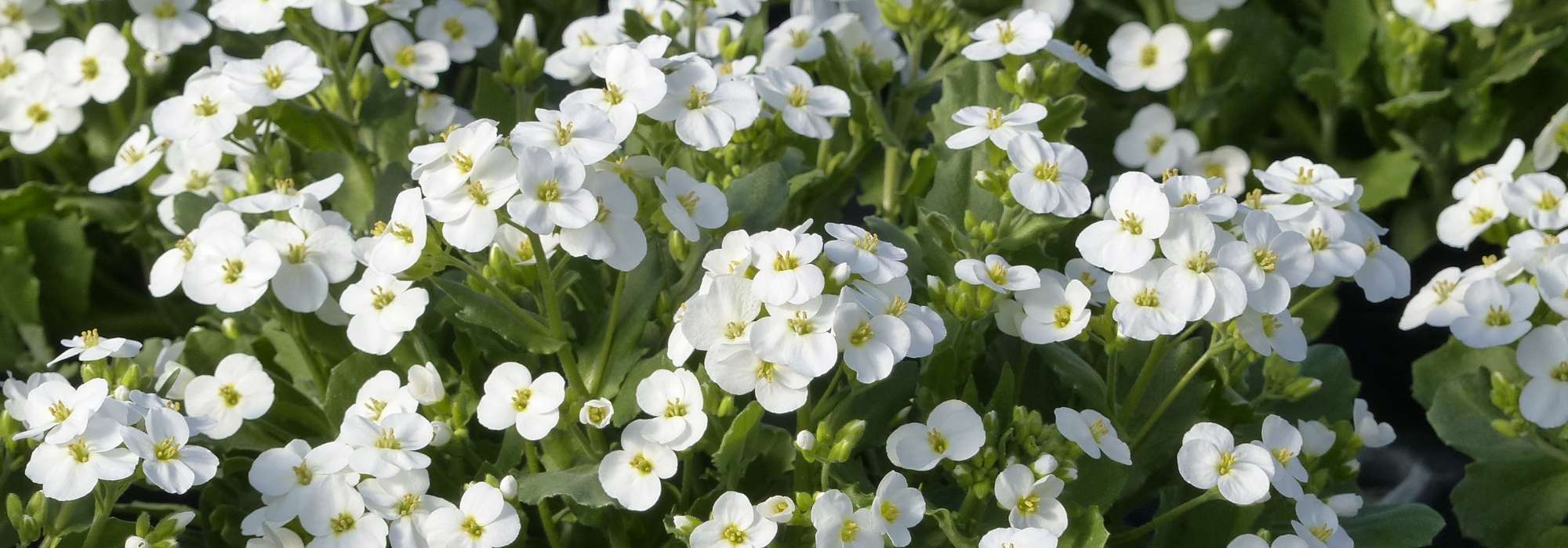 Arabis, scheefkelk: planten en onderhouden