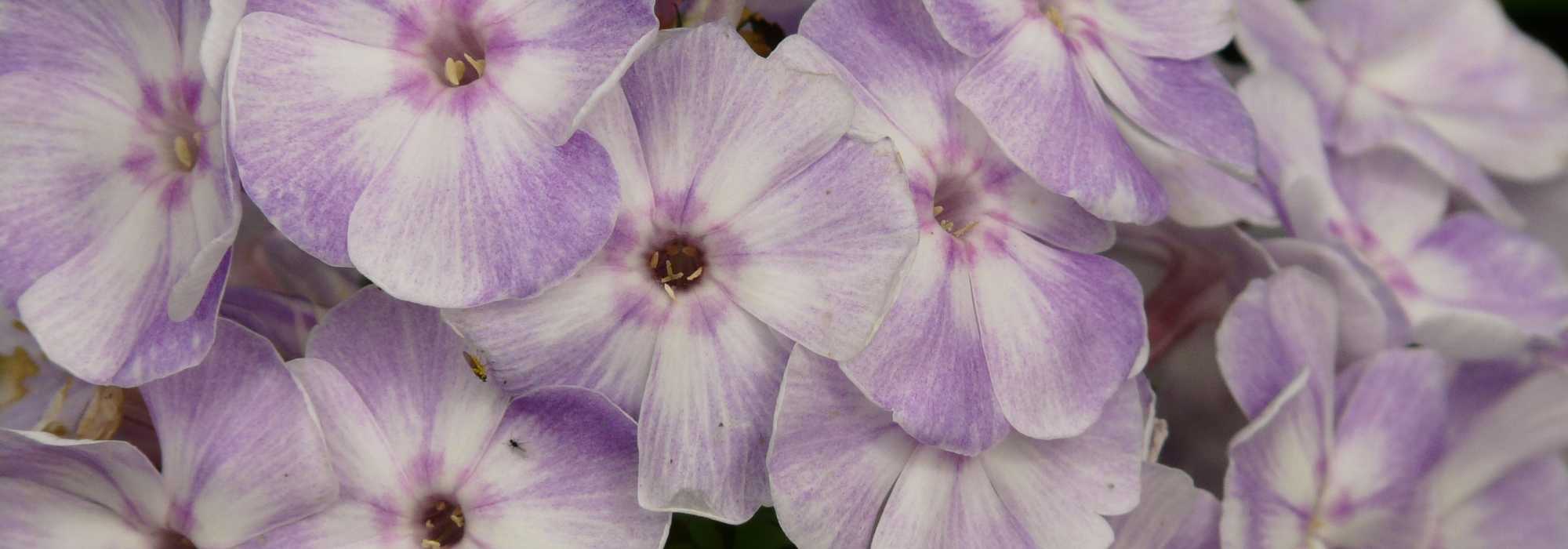 De levensduur van vaste planten
