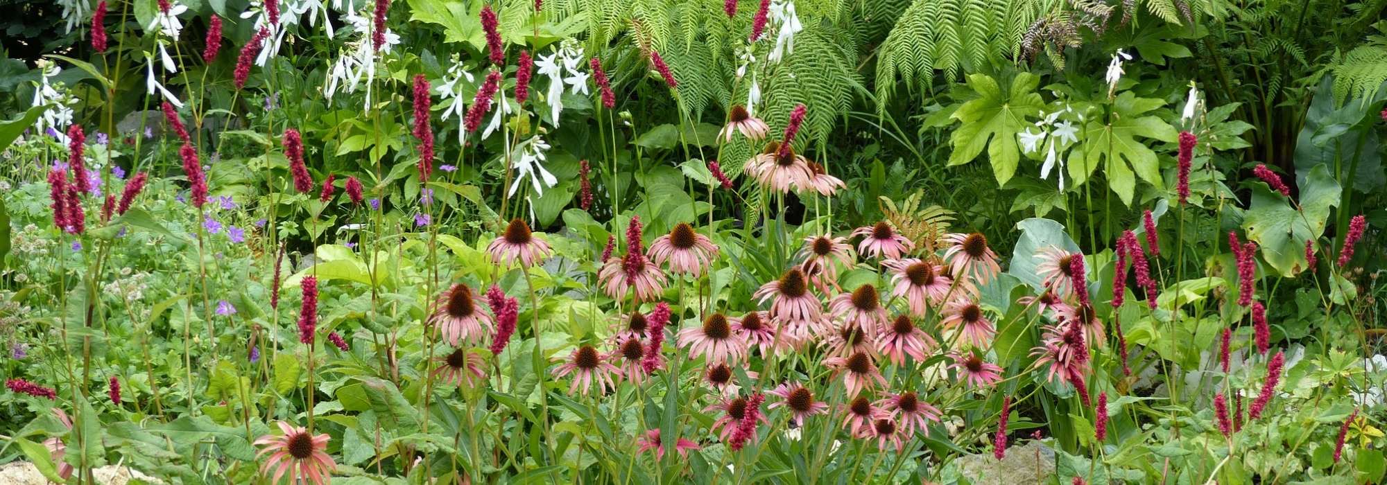 Het onderhoud van vaste planten