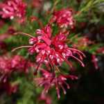 Grevillea planten, snoeien en verzorgen