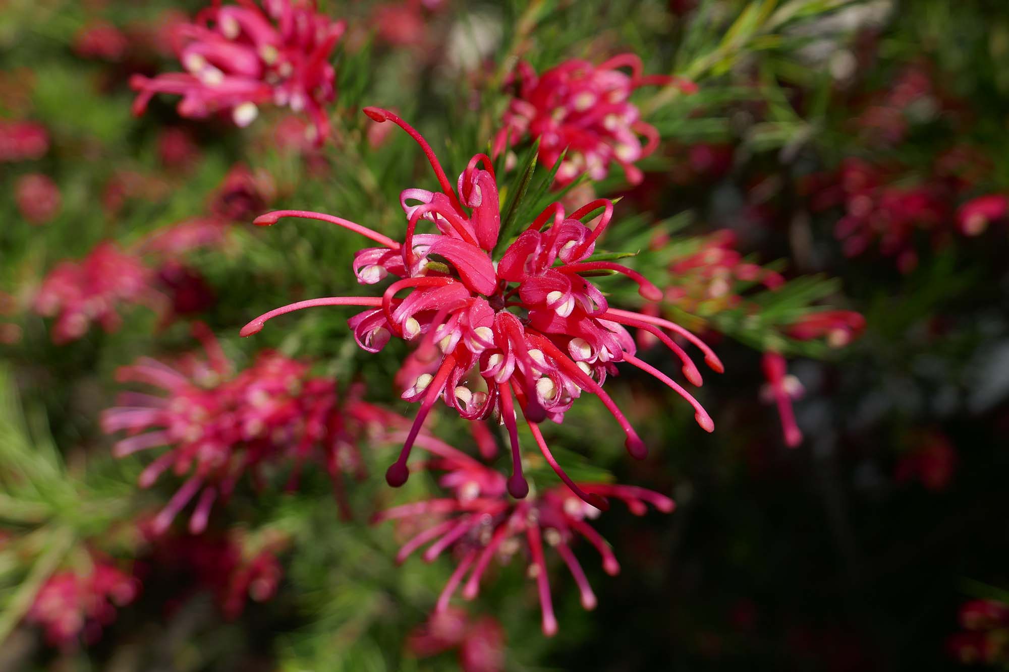 Grevillea planten, snoeien en verzorgen