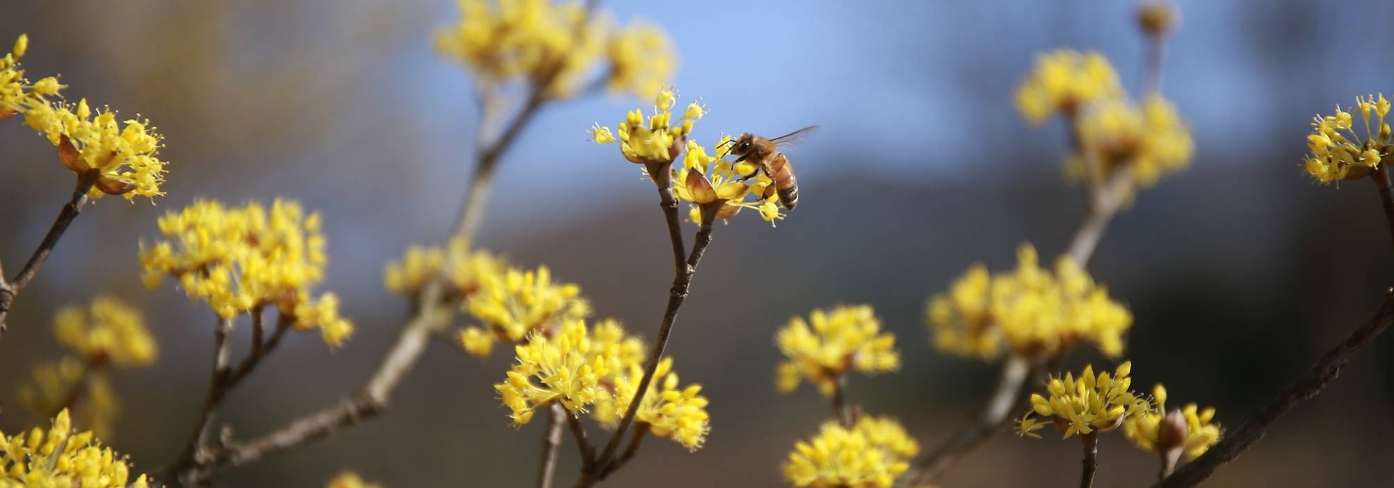 Een natuurlijke haag om de biodiversiteit te versterken