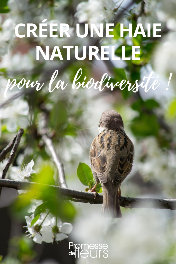 Een natuurlijke ecologische haag creëren