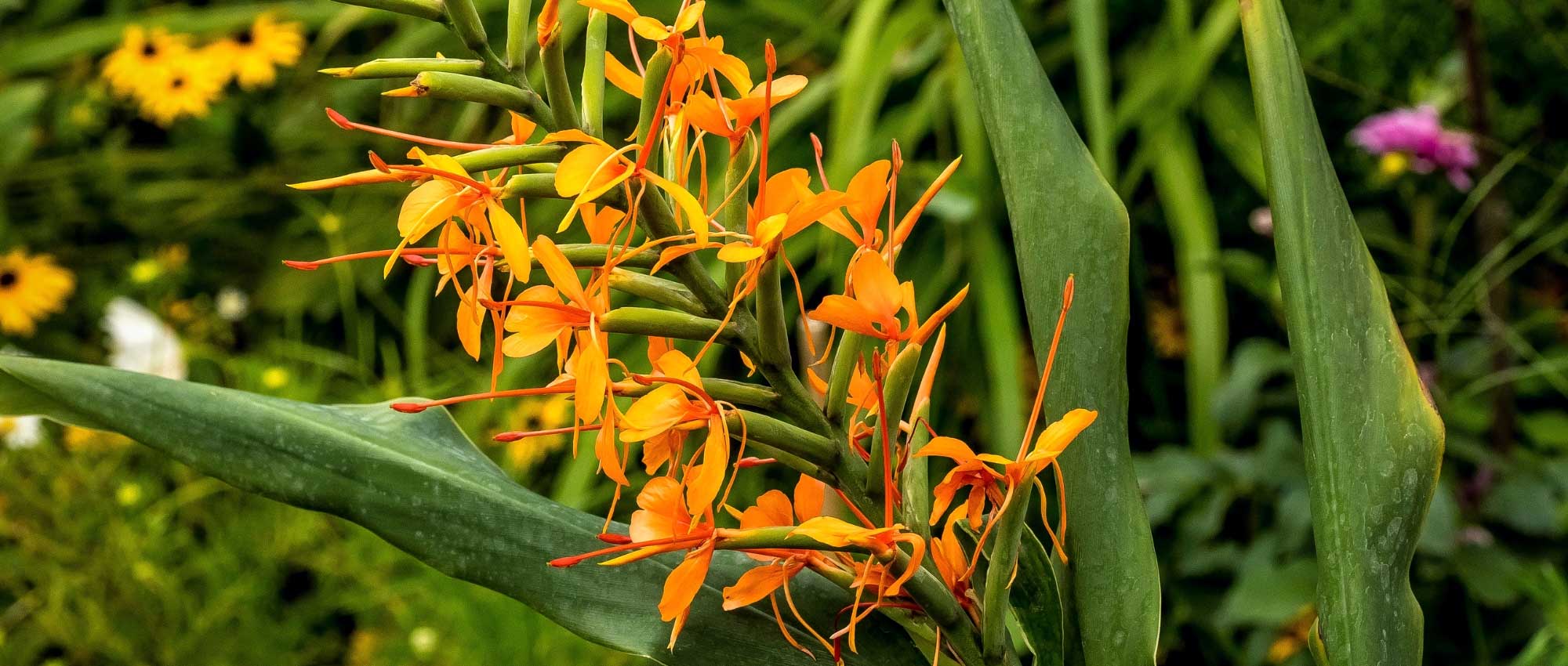Hedychium: planten, telen en verzorgen