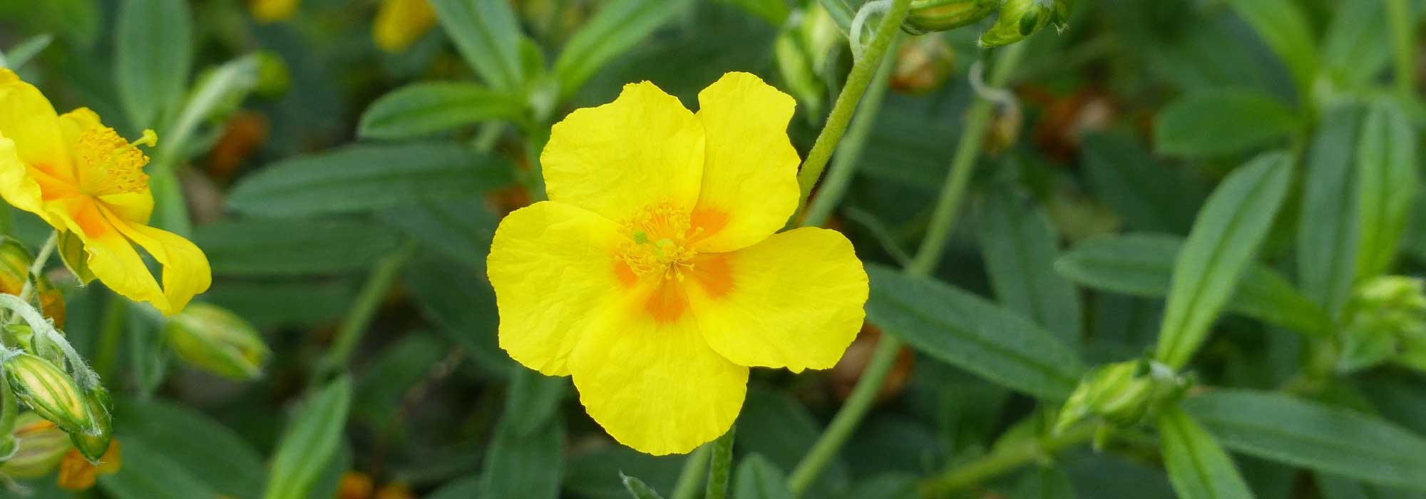 Zonneroosje: planten en kweektips