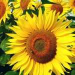 Tournesol: zaaien, planten en onderhoud