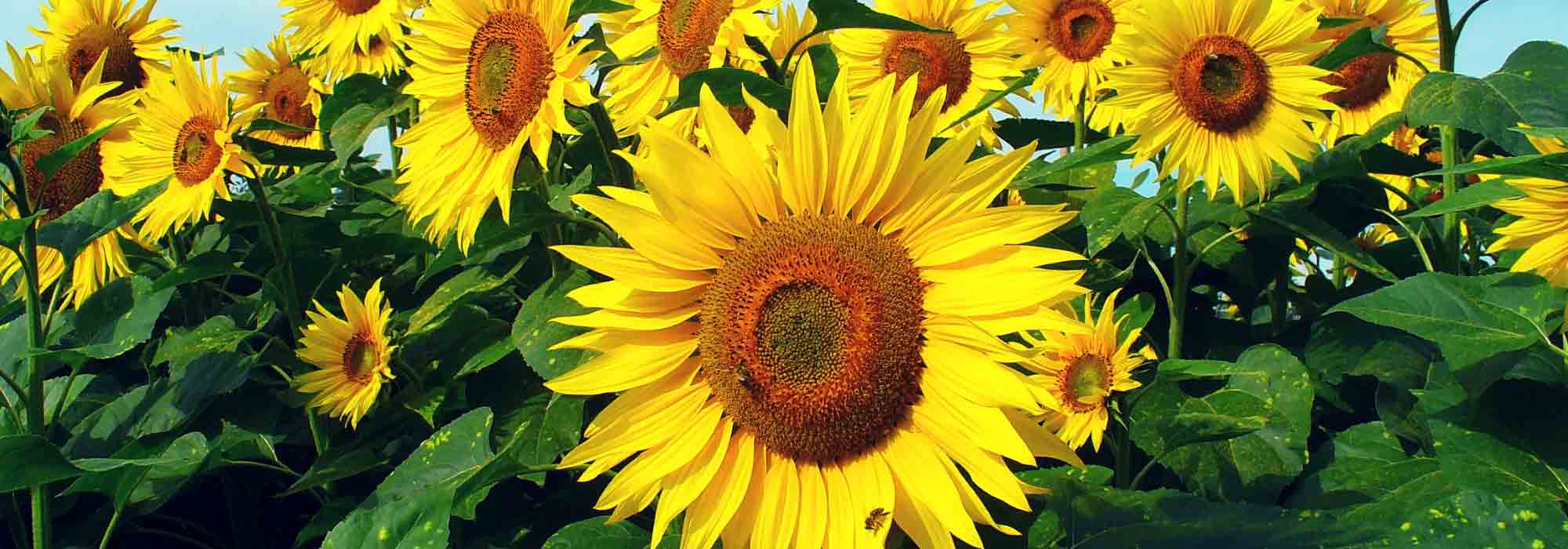 Tournesol: zaaien, planten en onderhoud