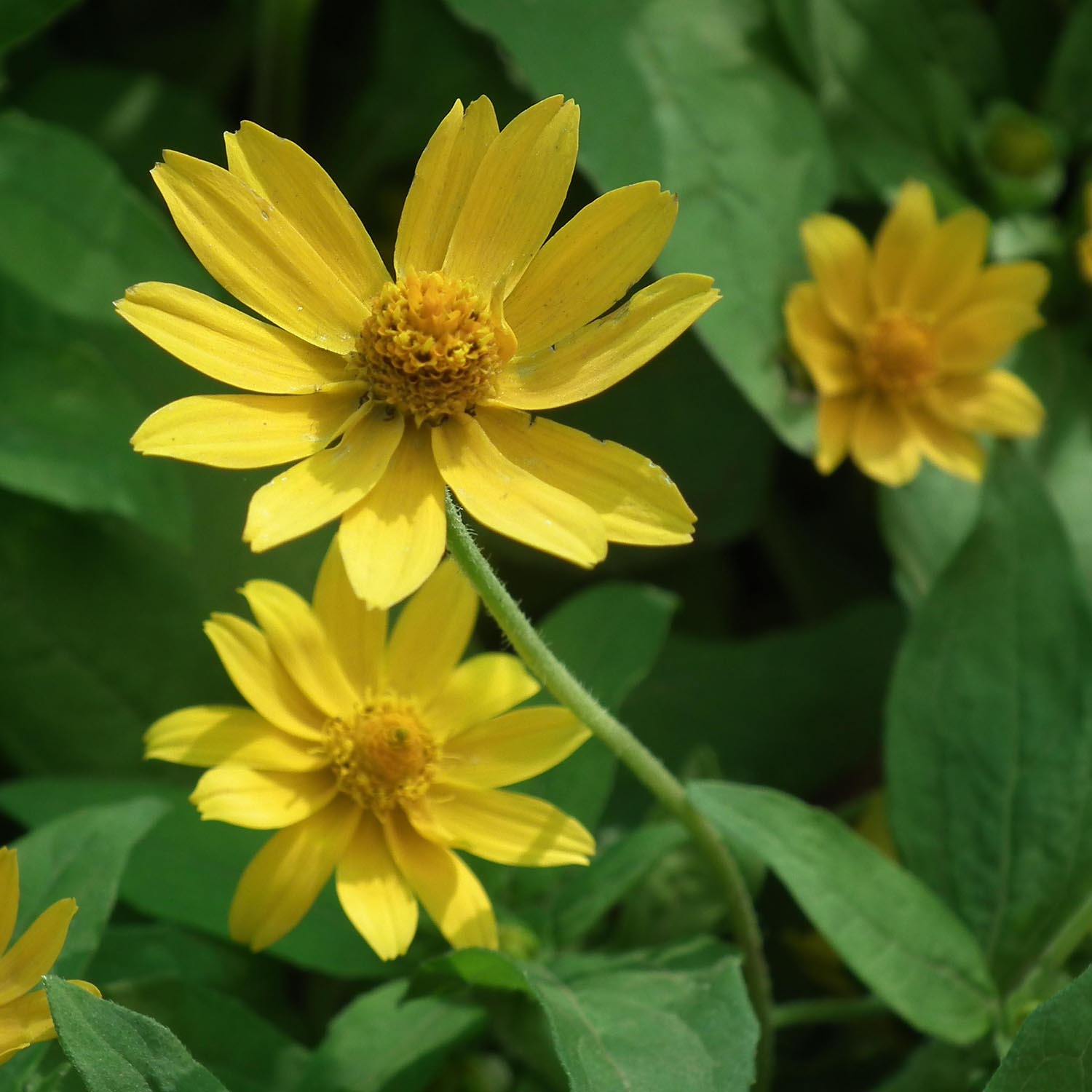 Vaste zonnebloem, zon: planten, kweken en onderhoud