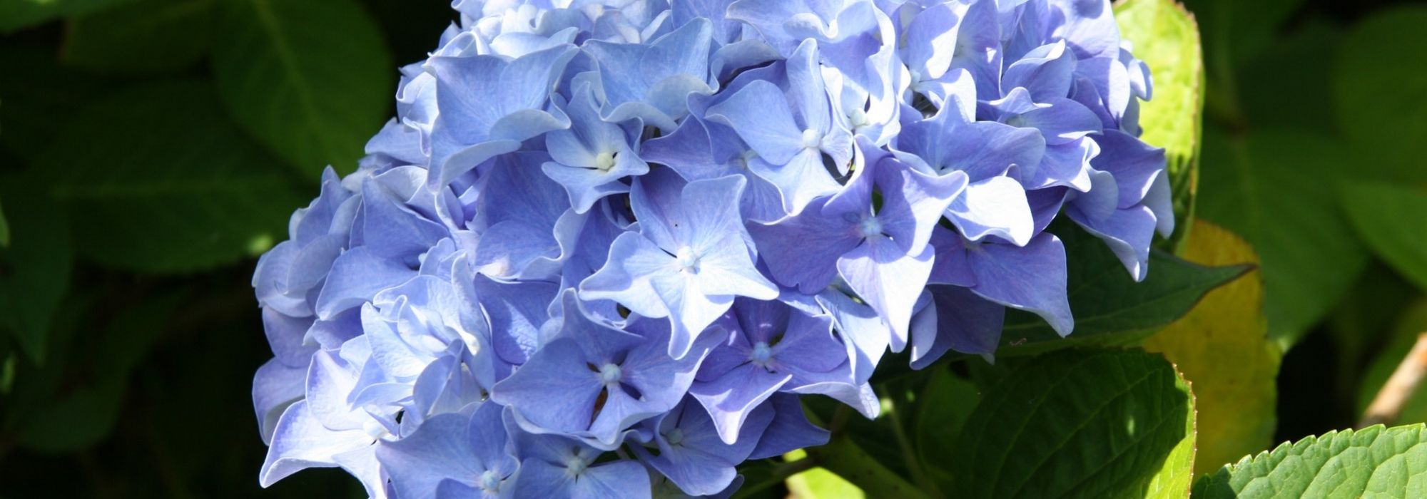 De kleur van hortensia's