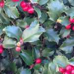 Hulst planten, snoeien en onderhouden
