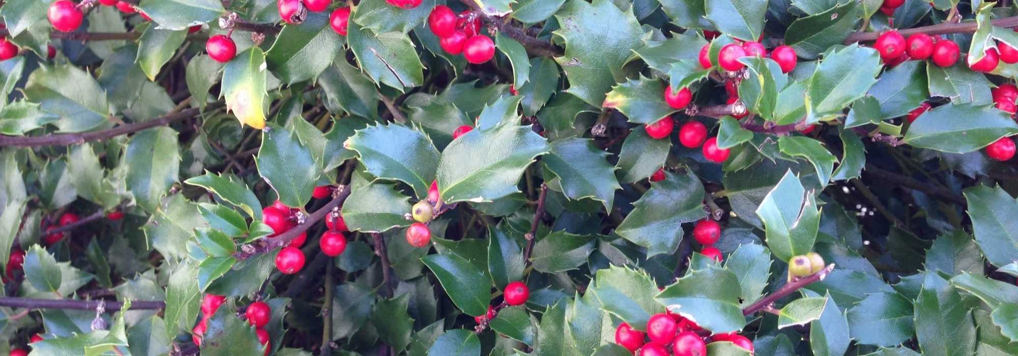 Hulst planten, snoeien en onderhouden