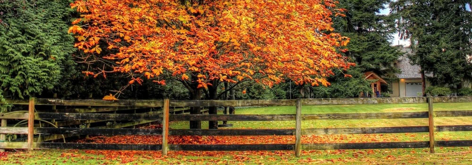 Bomen en heesters planten: wat zegt de wet? 8 vragen en antwoorden