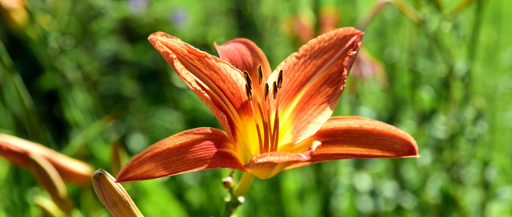 20 langlevende vaste planten voor jarenlang plezier