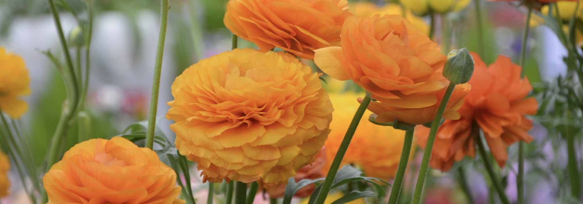 Perzische ranonkels: planten, kweken, onderhoud en gebruik