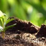 Succesvol vaste planten zaaien