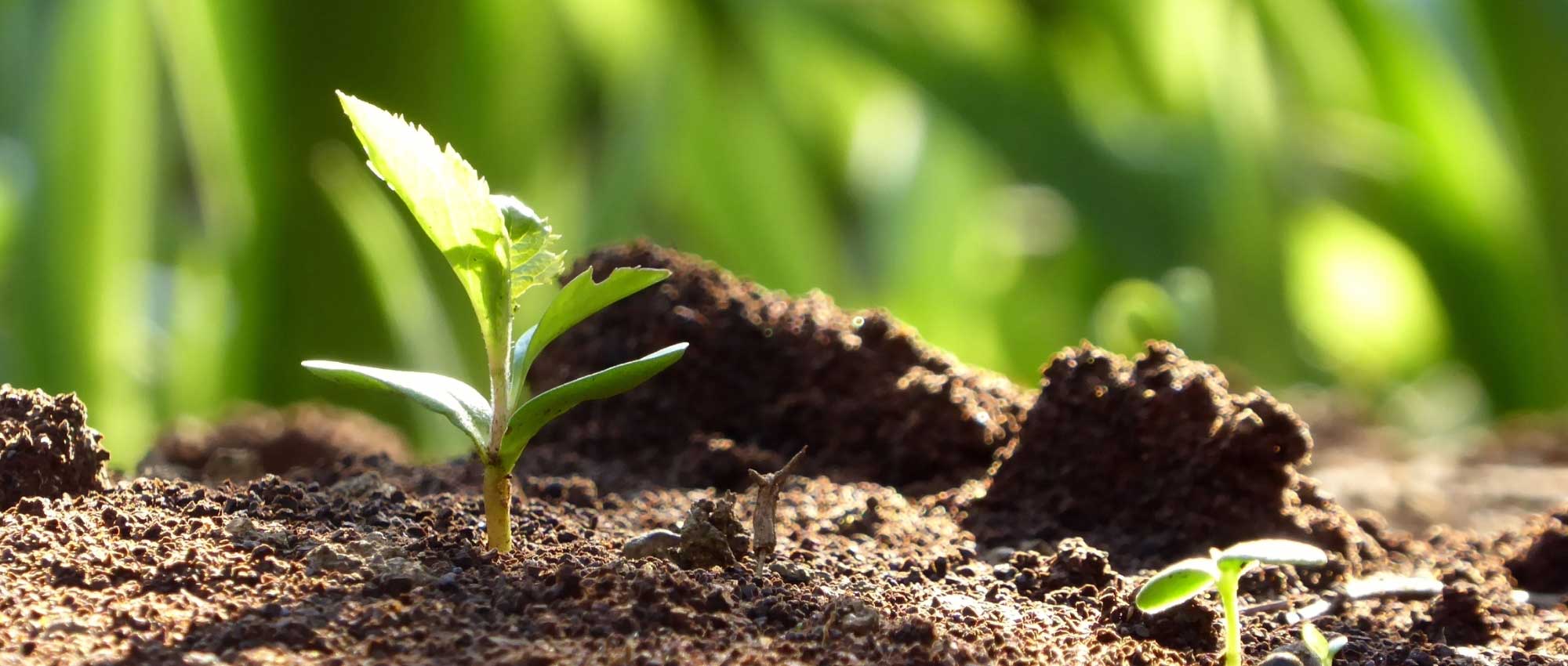 Succesvol vaste planten zaaien