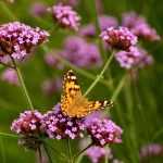 Verbena planten, snoeien en onderhouden