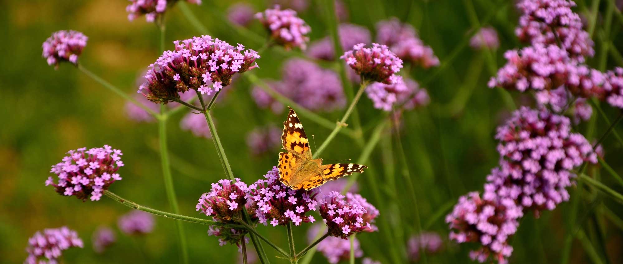 Verbena planten, snoeien en onderhouden