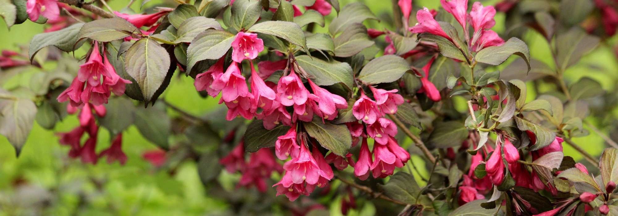 Weigelia: planten, telen, snoeien