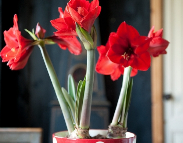 Amaryllis ouderwets? 4 stijlen die het tegendeel bewijzen!