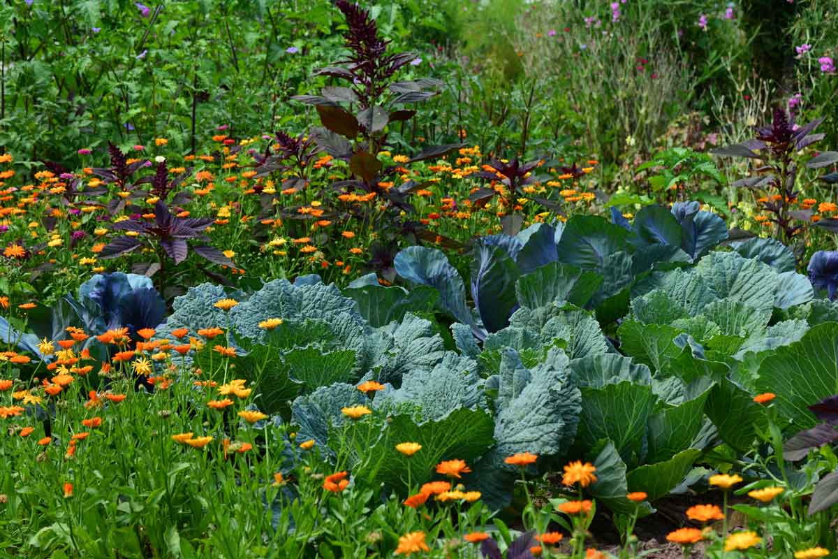 Je eerste moestuin aanleggen – gids voor beginners