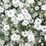 Gipskruid: planten en onderhoud
