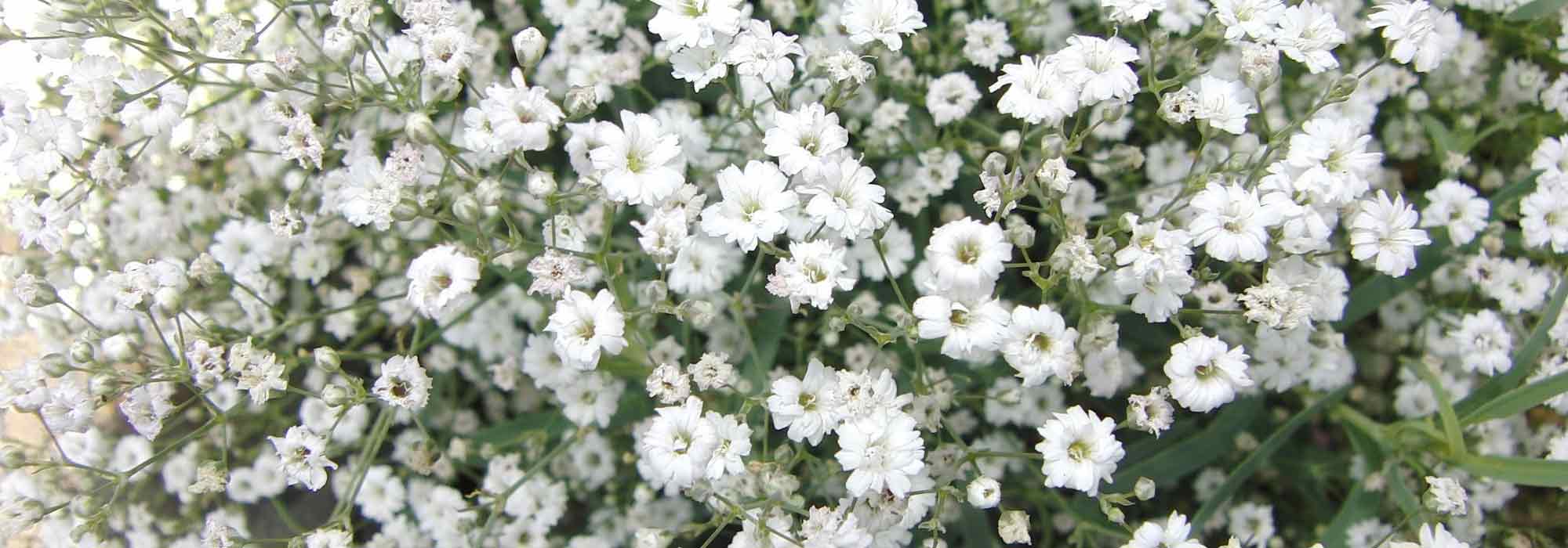 Gipskruid: planten en onderhoud