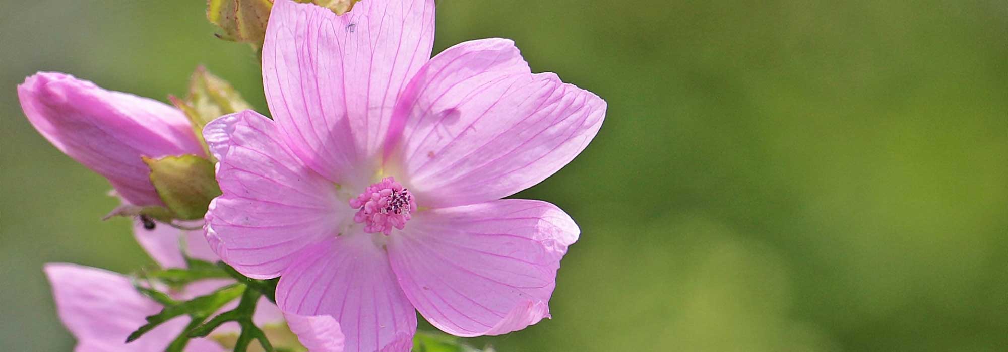 Mauve, malva: zaaien, planten, kweken