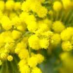 Mimosa planten, snoeien en onderhouden