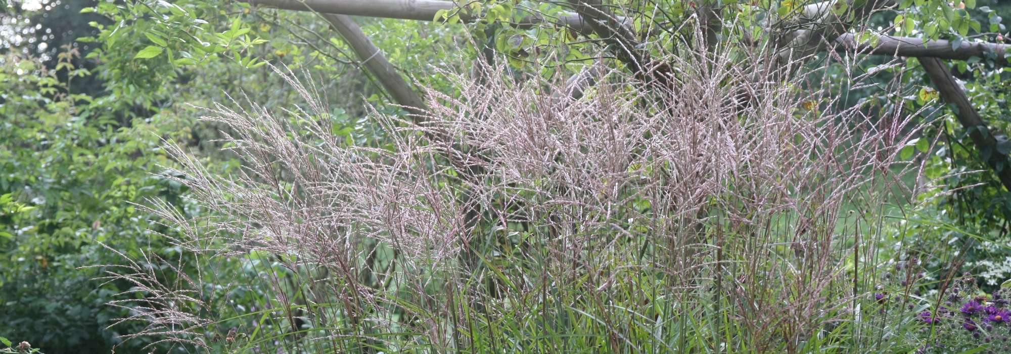 Miscanthus: planten, telen en onderhouden