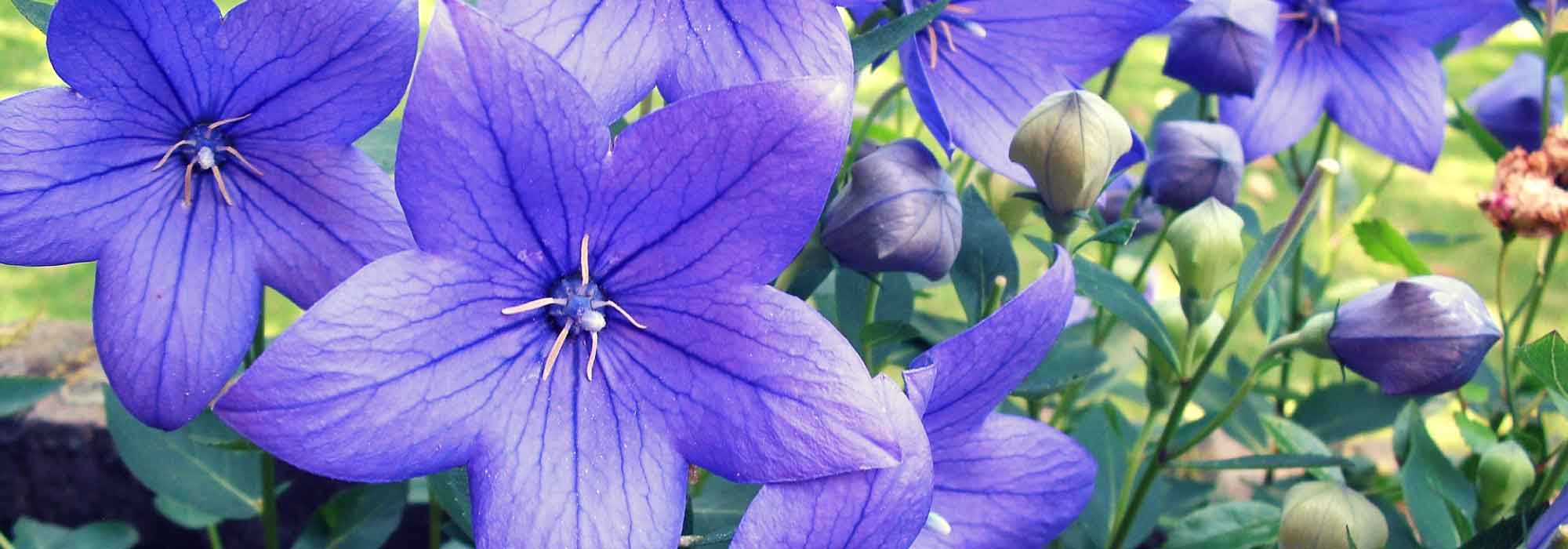 Platycodon: planten, kweken en verzorgen