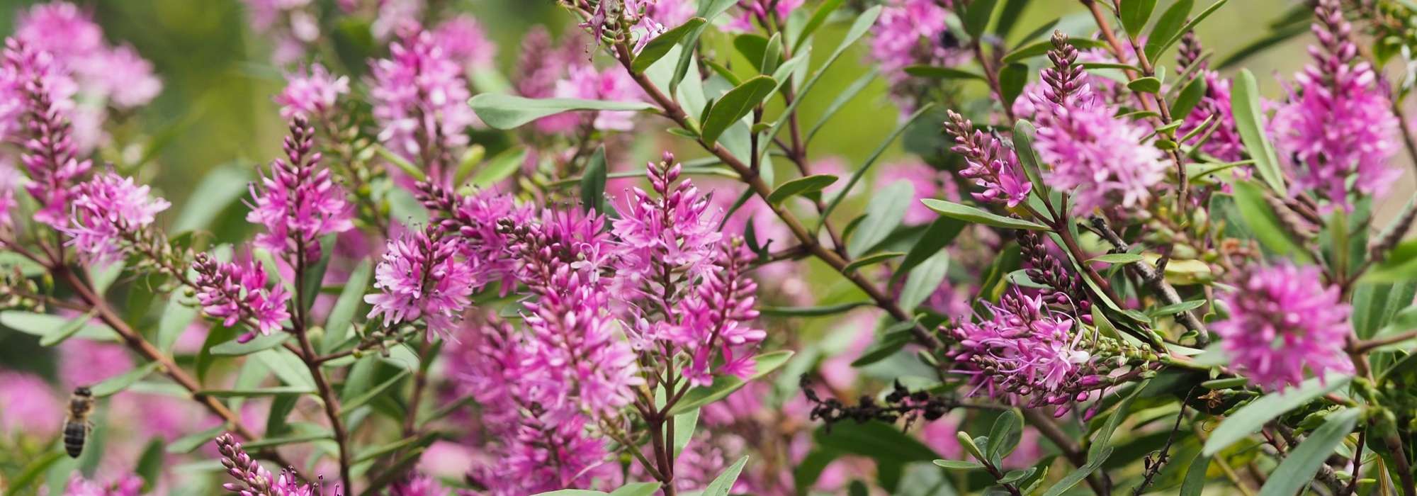 Hebe, struikveronica: planten, snoeien en onderhouden
