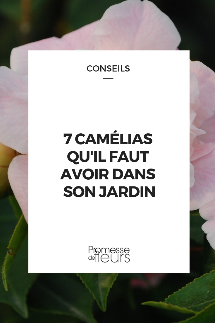 camelia
