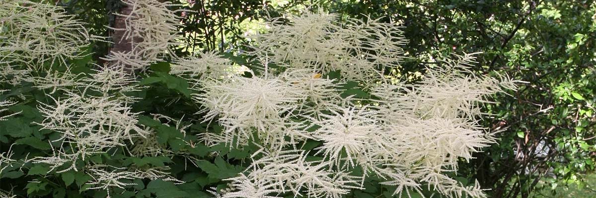 Aruncus, geitenbaard: planten, telen en verzorgen