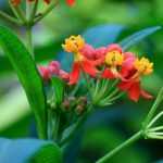 Asclepias: zaaien, planten en onderhouden