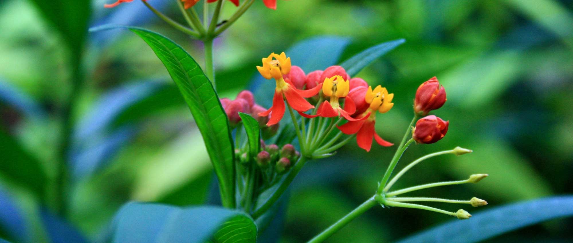 Asclepias: zaaien, planten en onderhouden