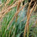 Calamagrostis: planten, telen en verzorgen
