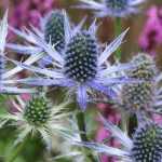 Eryngium, kruisdistel: planten, kweken en onderhoud
