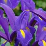 Hollandse iris: planten en telen